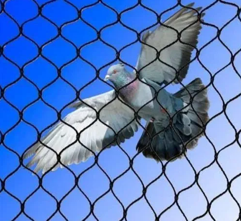 bird net surat